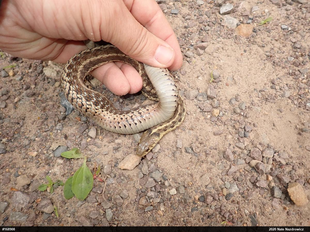 Eastern Gartersnake