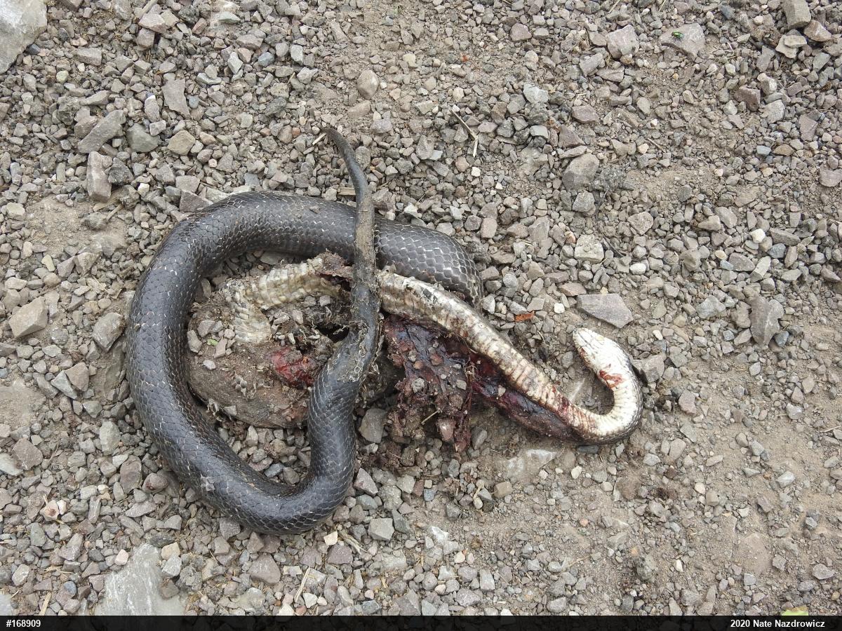 Eastern Ratsnake