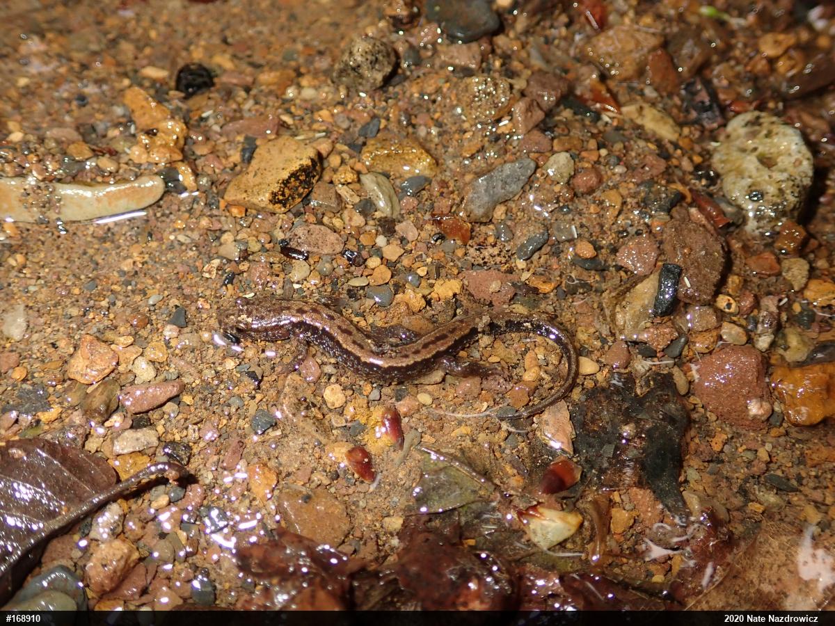 Allegheny Mountain Dusky Salamander