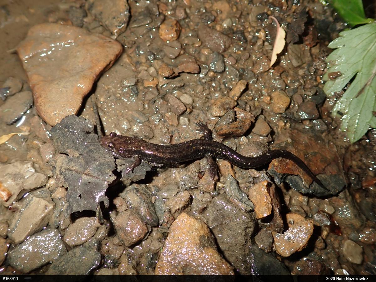 Allegheny Mountain Dusky Salamander