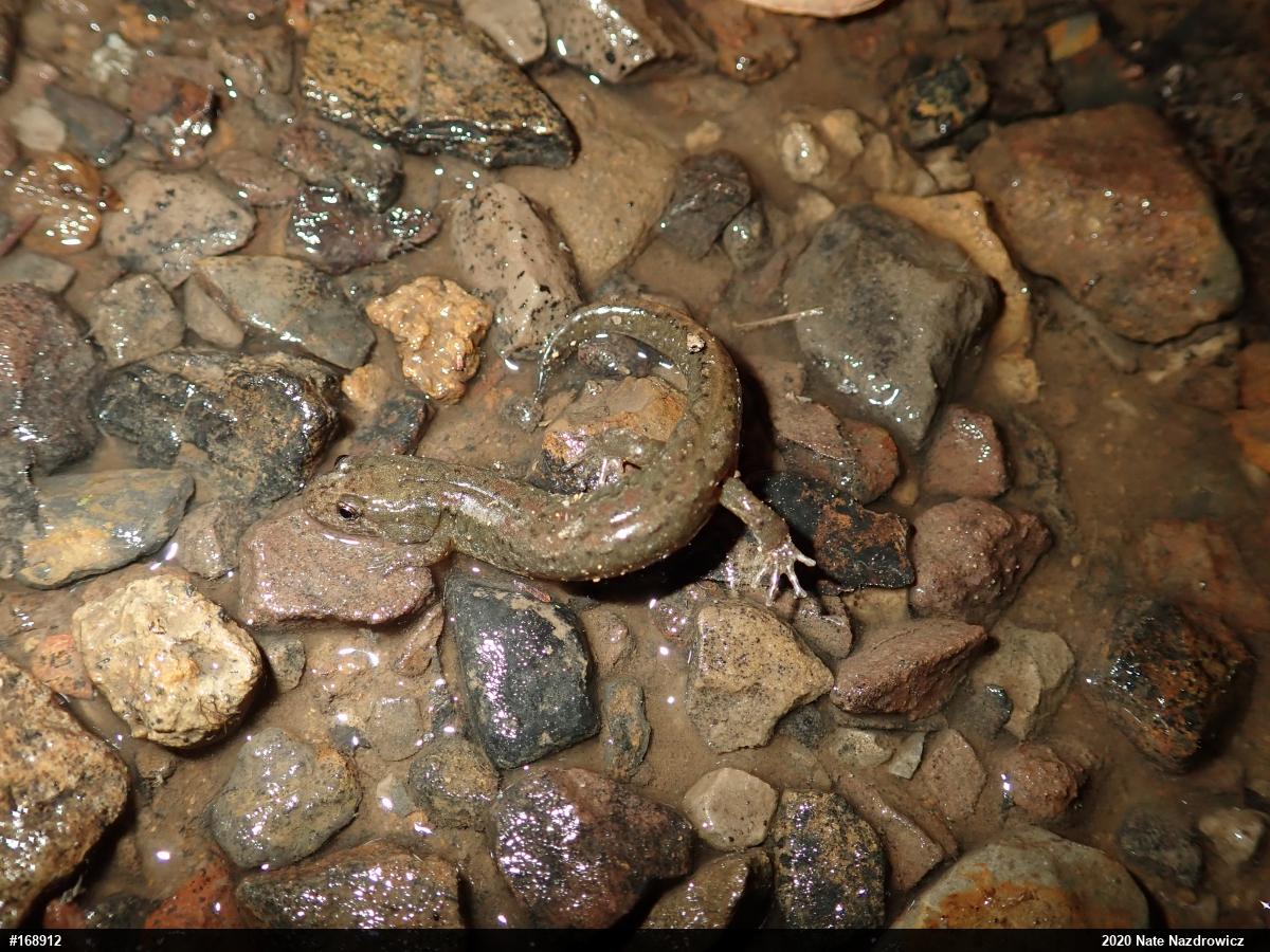 Northern Dusky Salamander