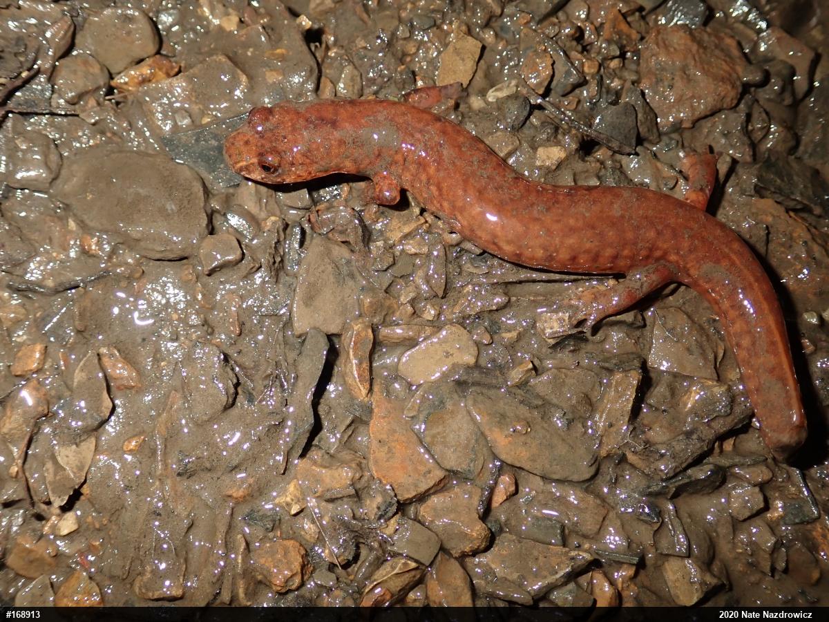 Northern Spring Salamander