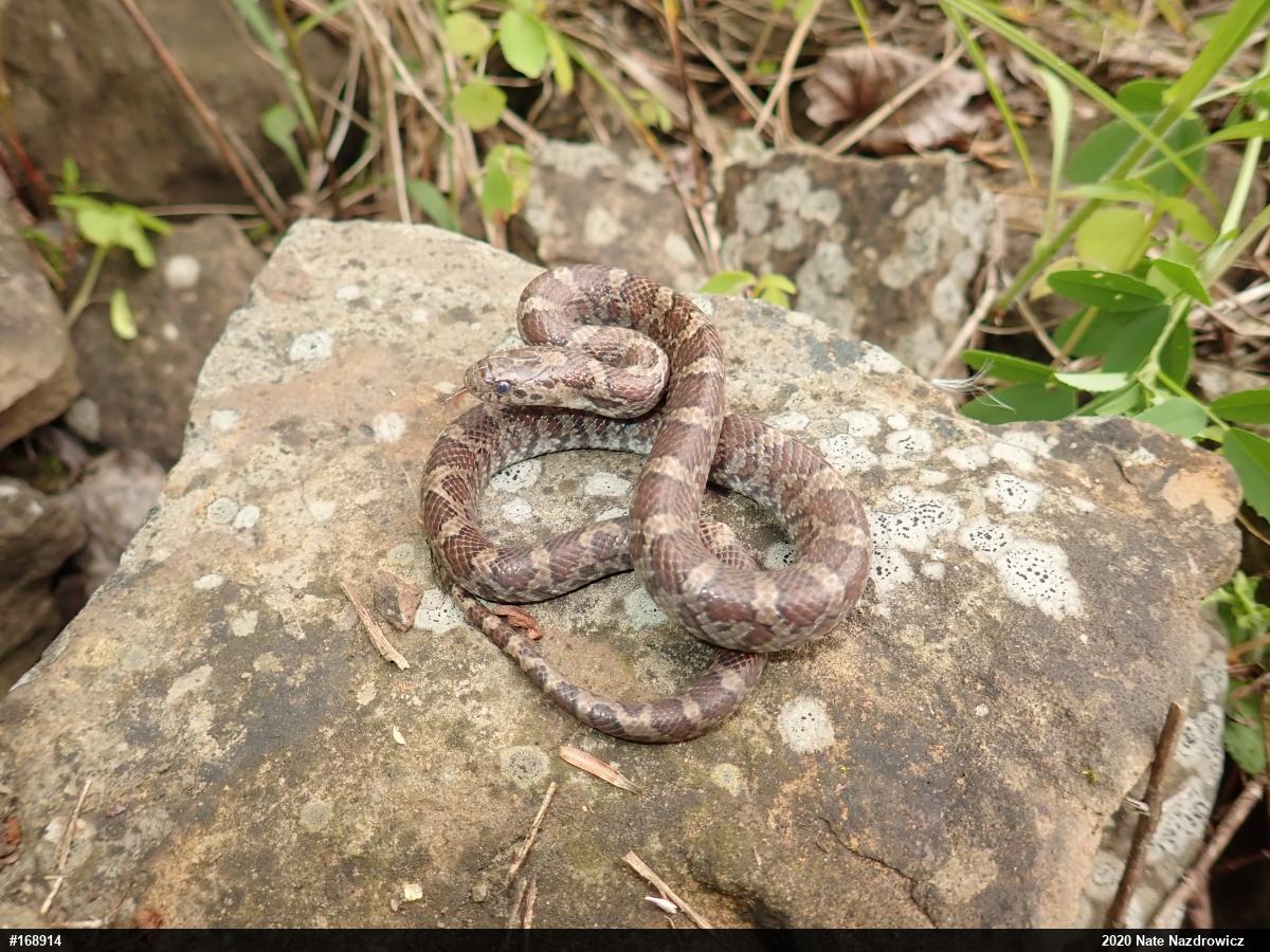 Eastern Milksnake