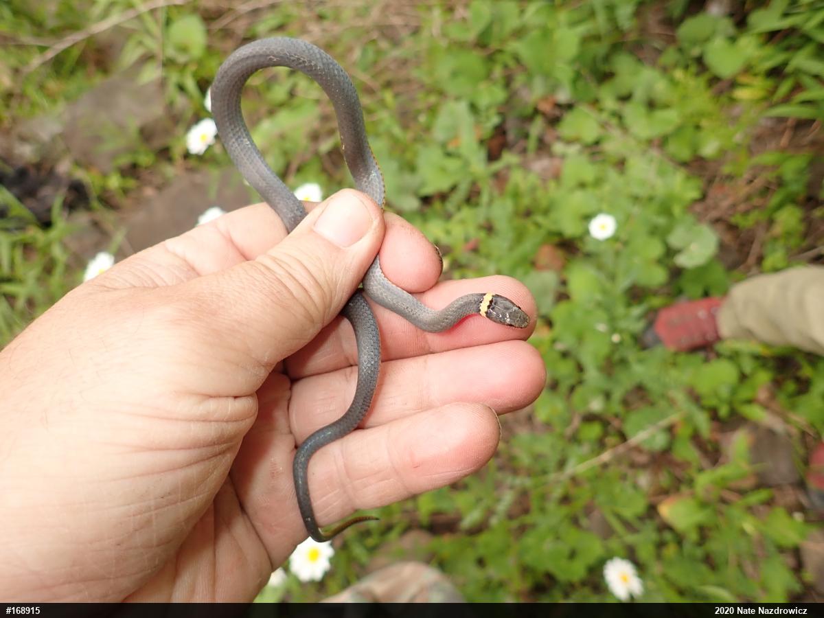 Northern Ring-necked Snake