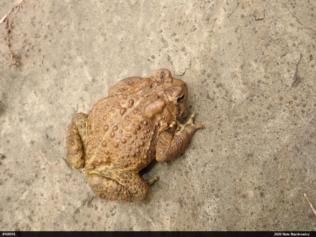 Eastern American Toad