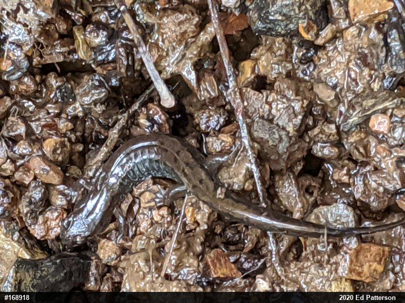 Northern Dusky Salamander