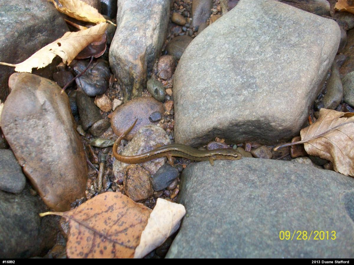 Northern Two-lined Salamander