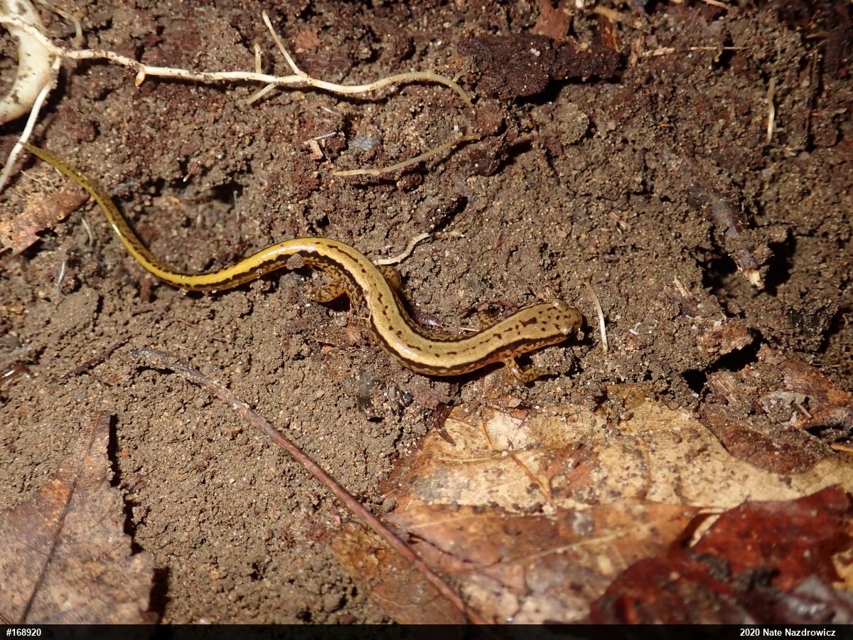 Northern Two-lined Salamander