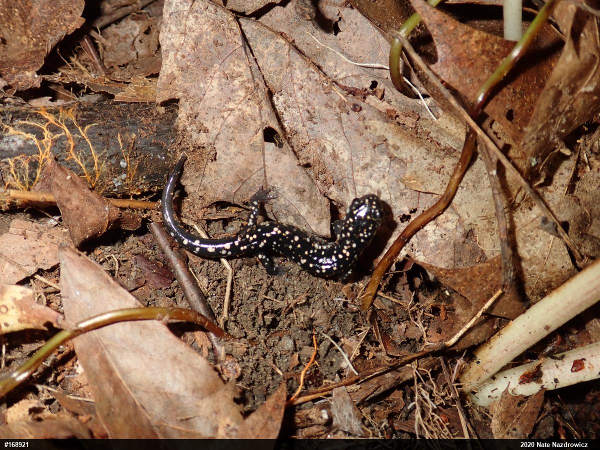 Northern Slimy Salamander