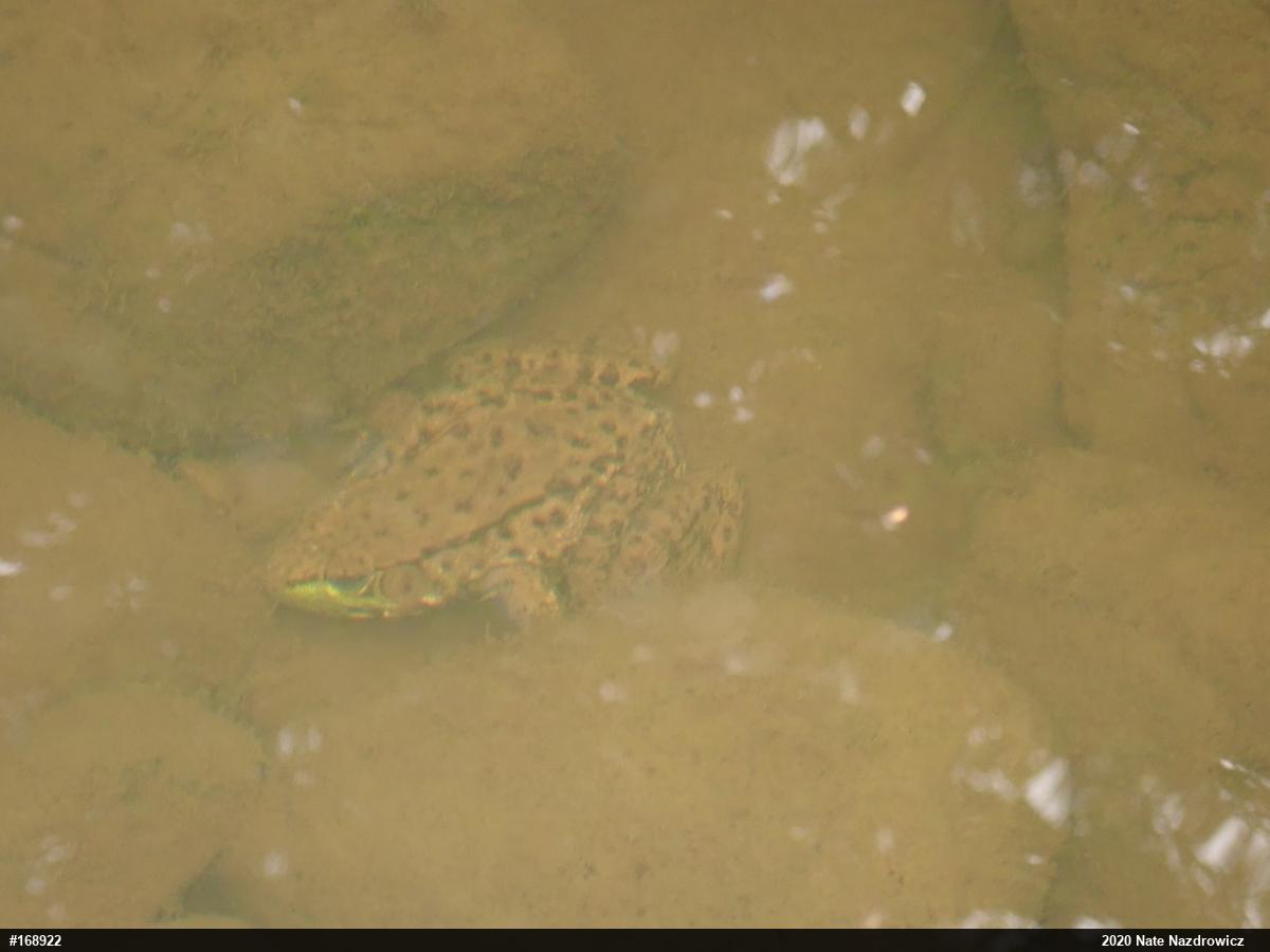 Green Frog