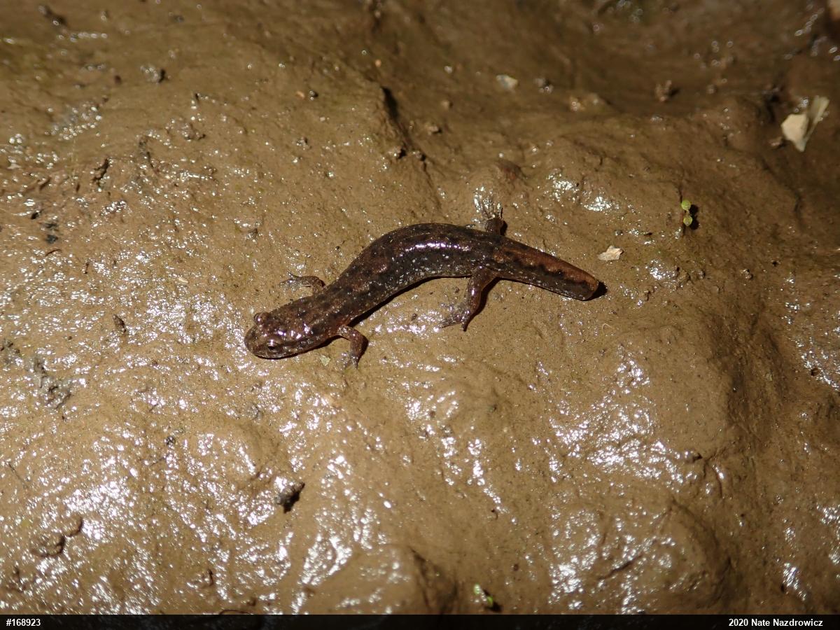 Northern Dusky Salamander