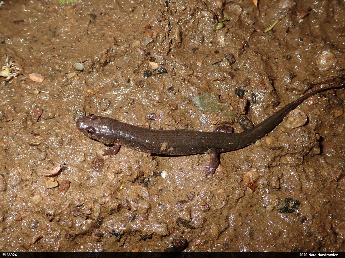 Northern Dusky Salamander