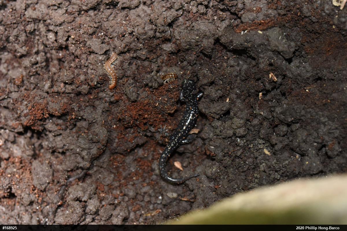 Northern Slimy Salamander