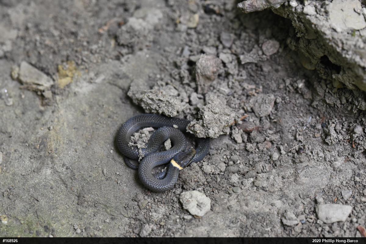 Northern Ring-necked Snake