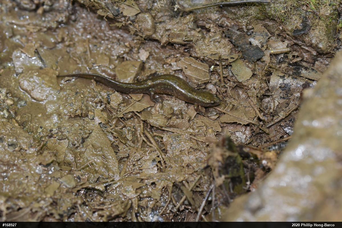 Northern Dusky Salamander