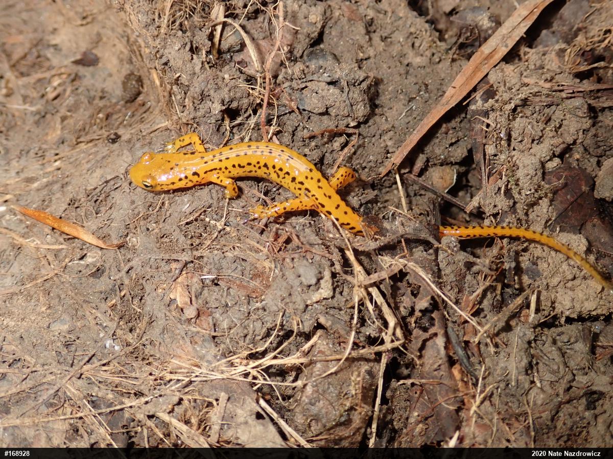 Eastern Long-tailed Salamander