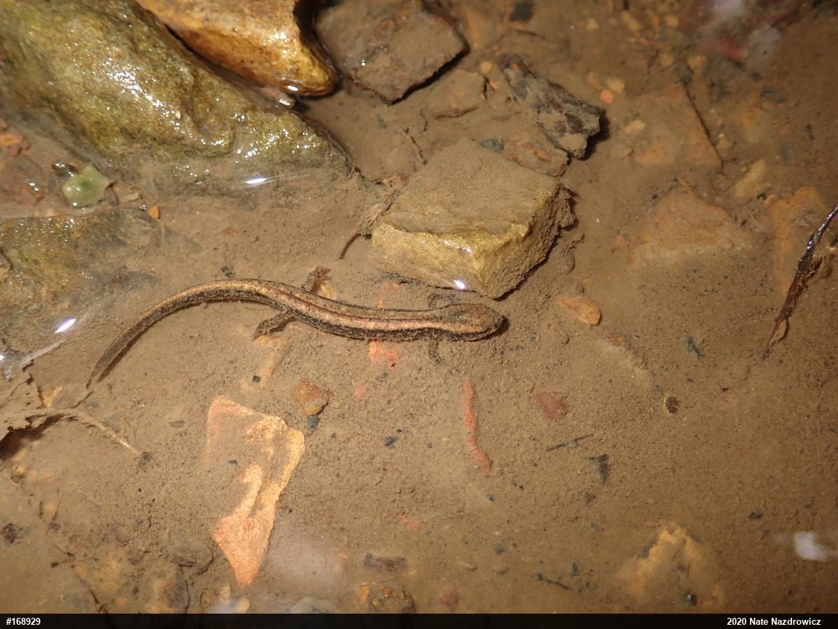 Northern Two-lined Salamander