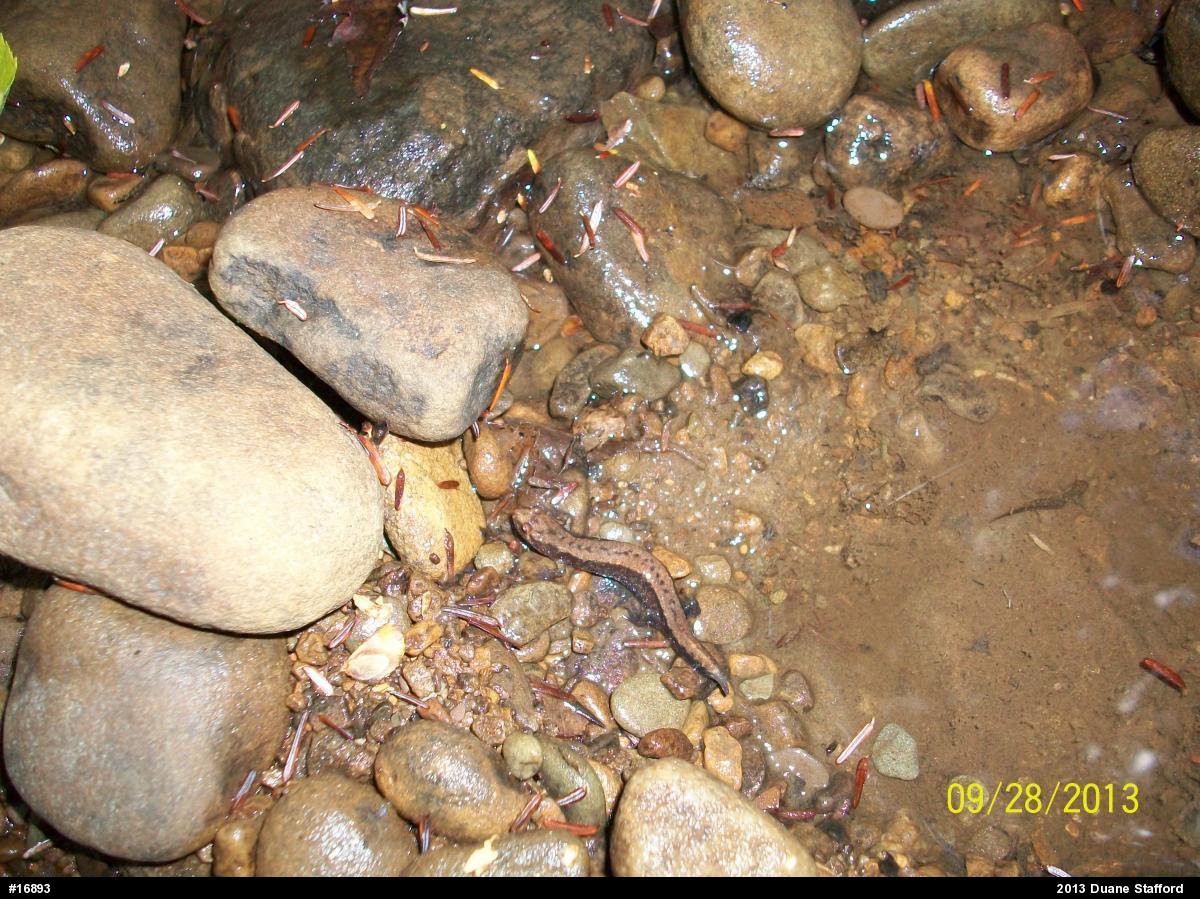 Allegheny Mountain Dusky Salamander