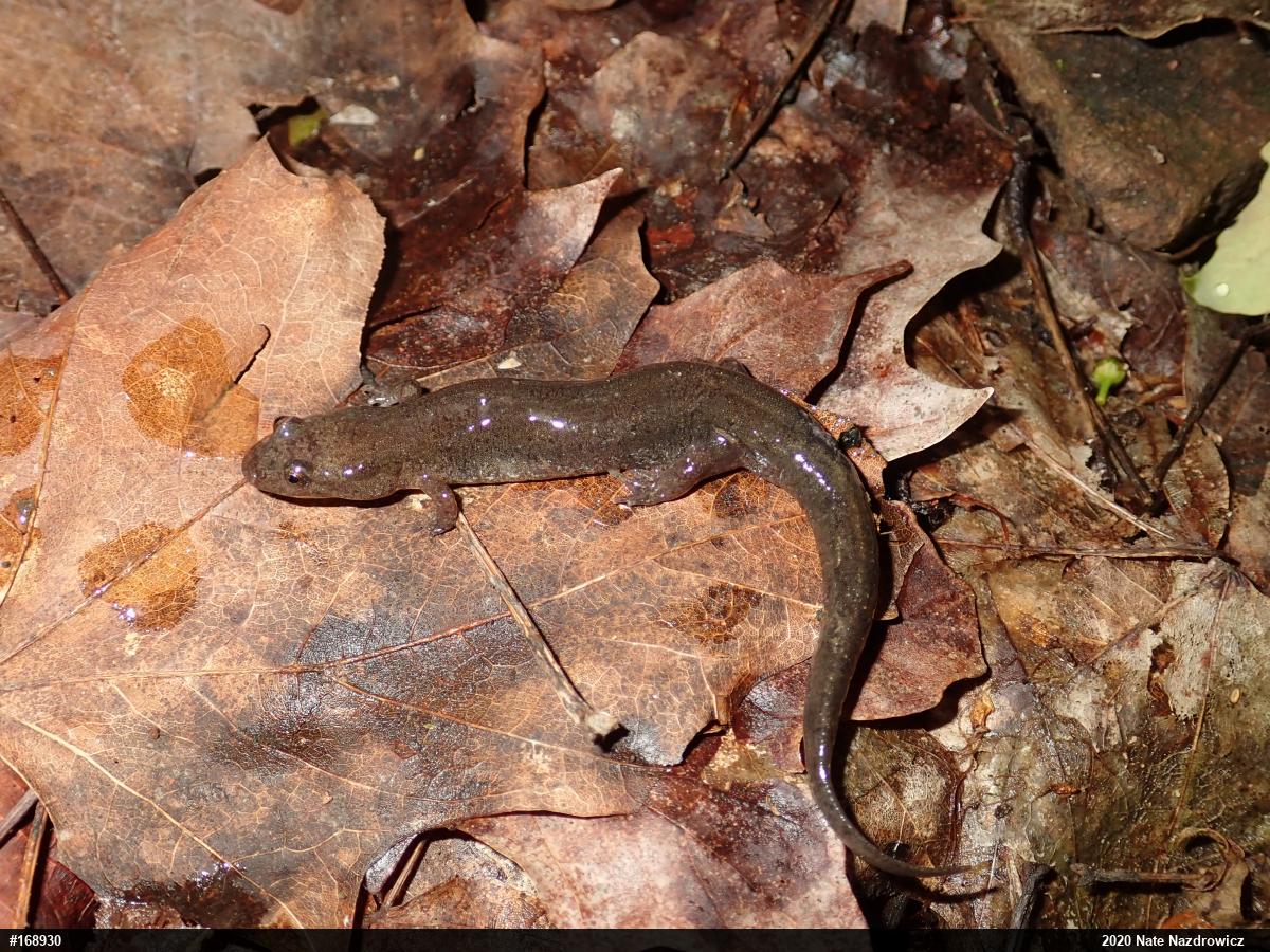 Northern Dusky Salamander