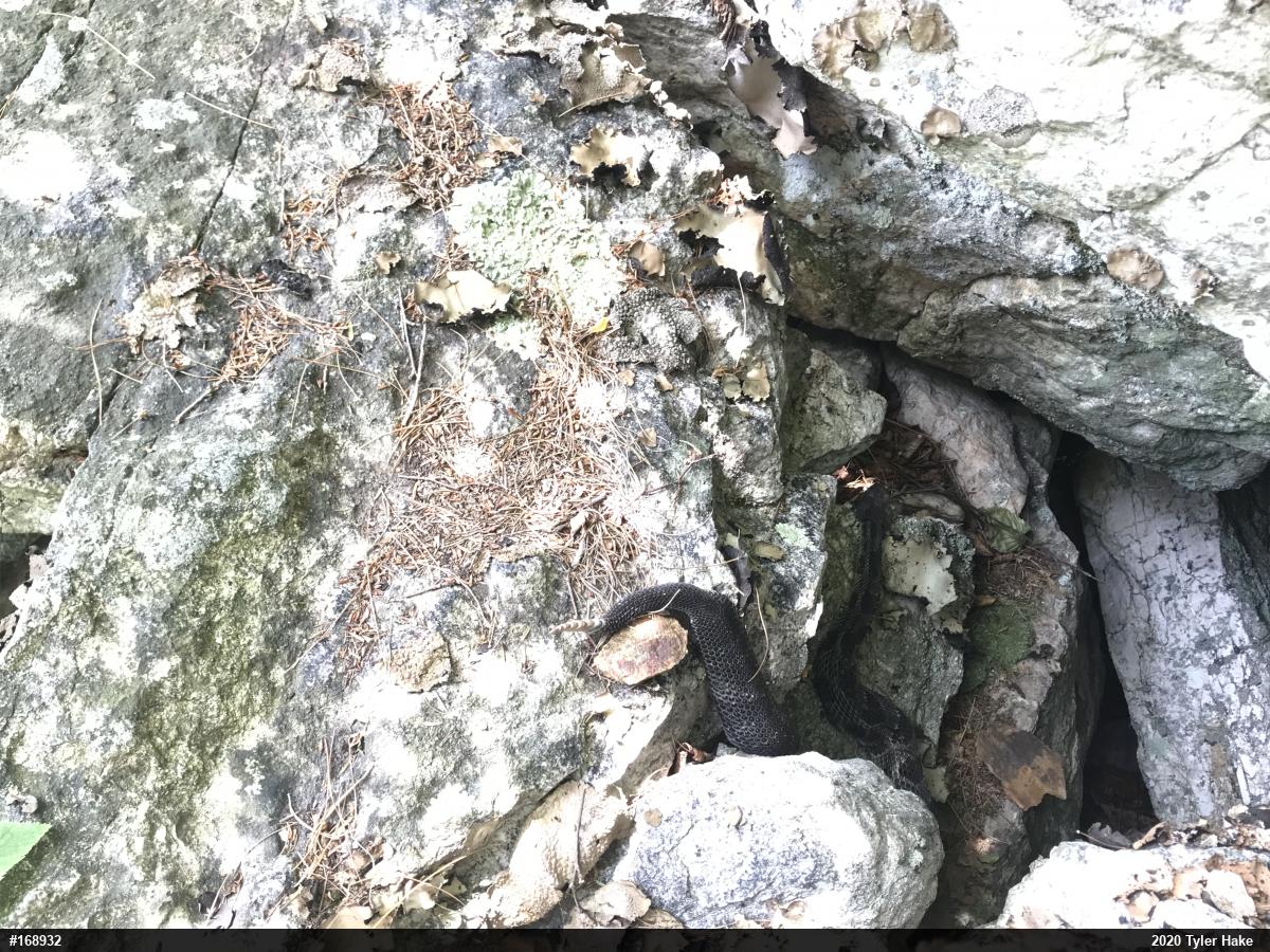 Timber Rattlesnake