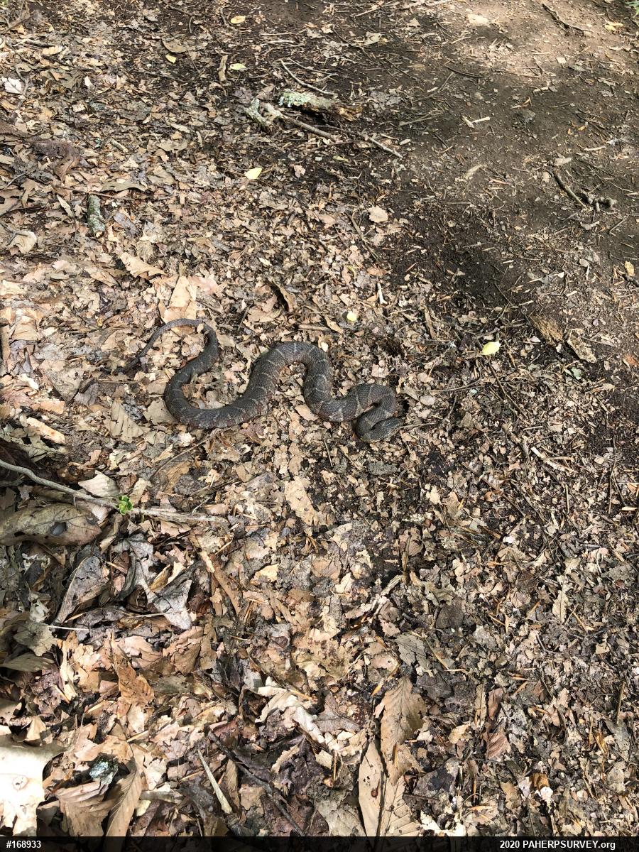 Northern Watersnake