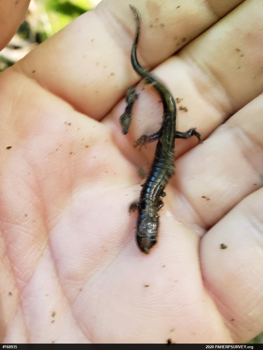 Allegheny Mountain Dusky Salamander