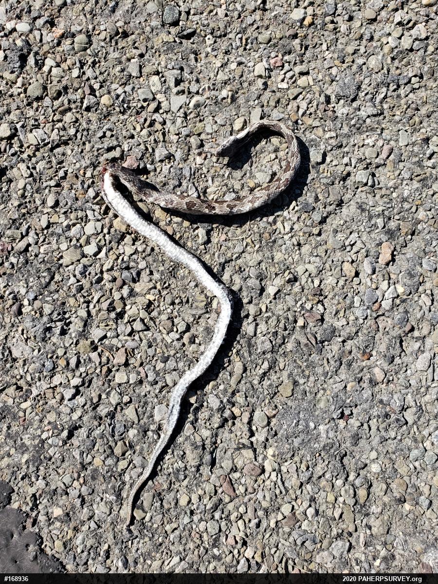 Eastern Ratsnake