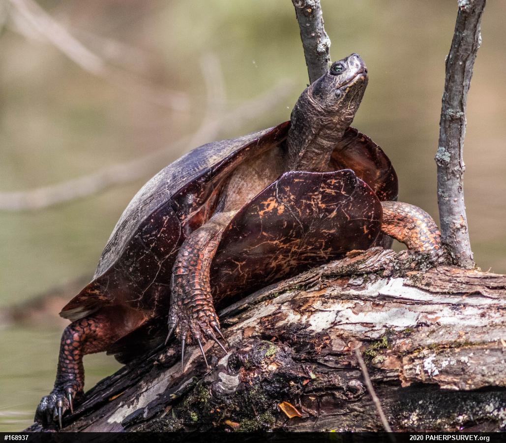 Painted Turtle
