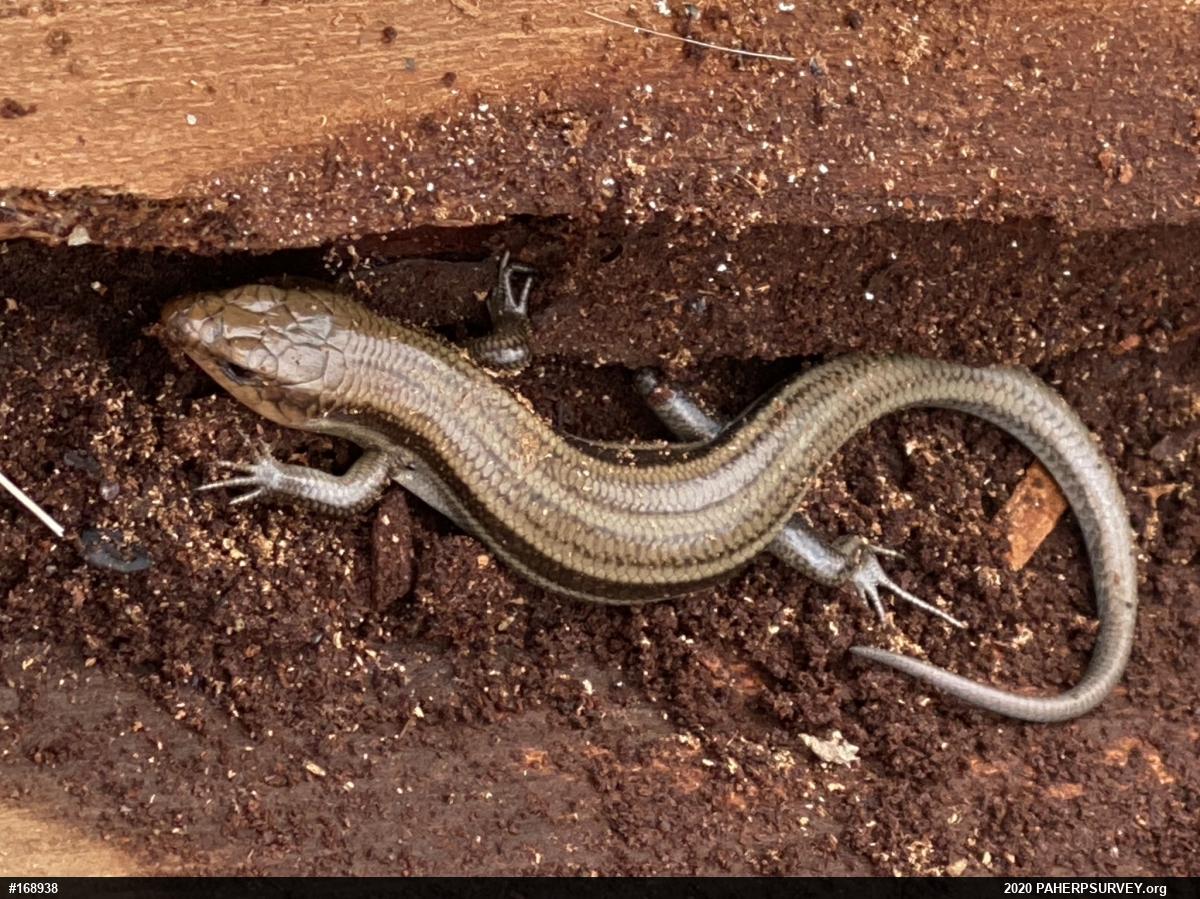 Common Five-lined Skink