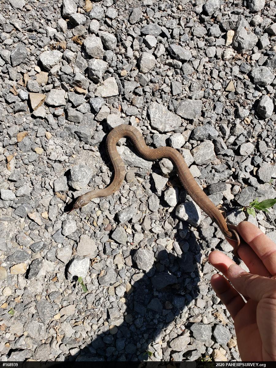 Northern Watersnake