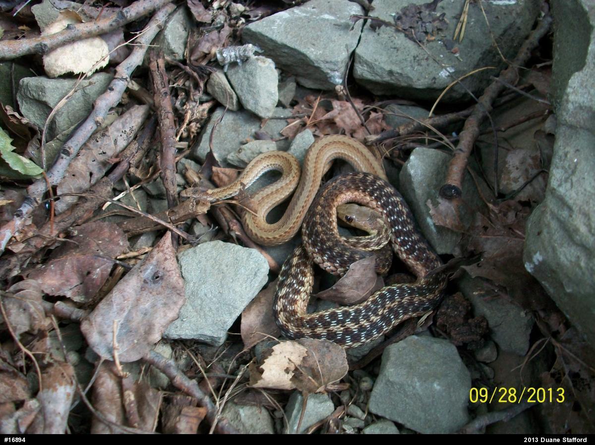 Eastern Gartersnake