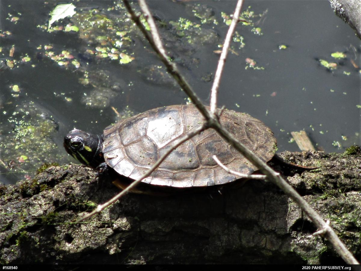 Midland Painted Turtle