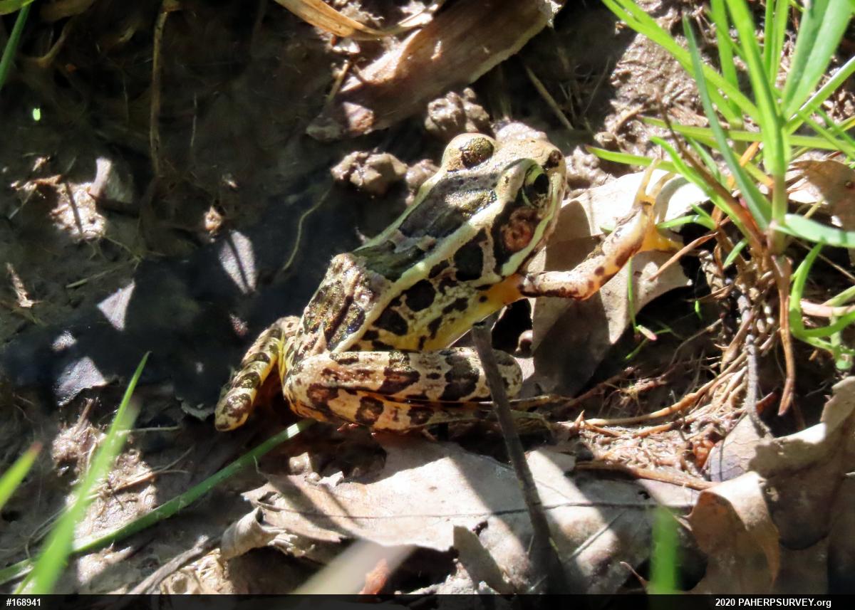 Pickerel Frog