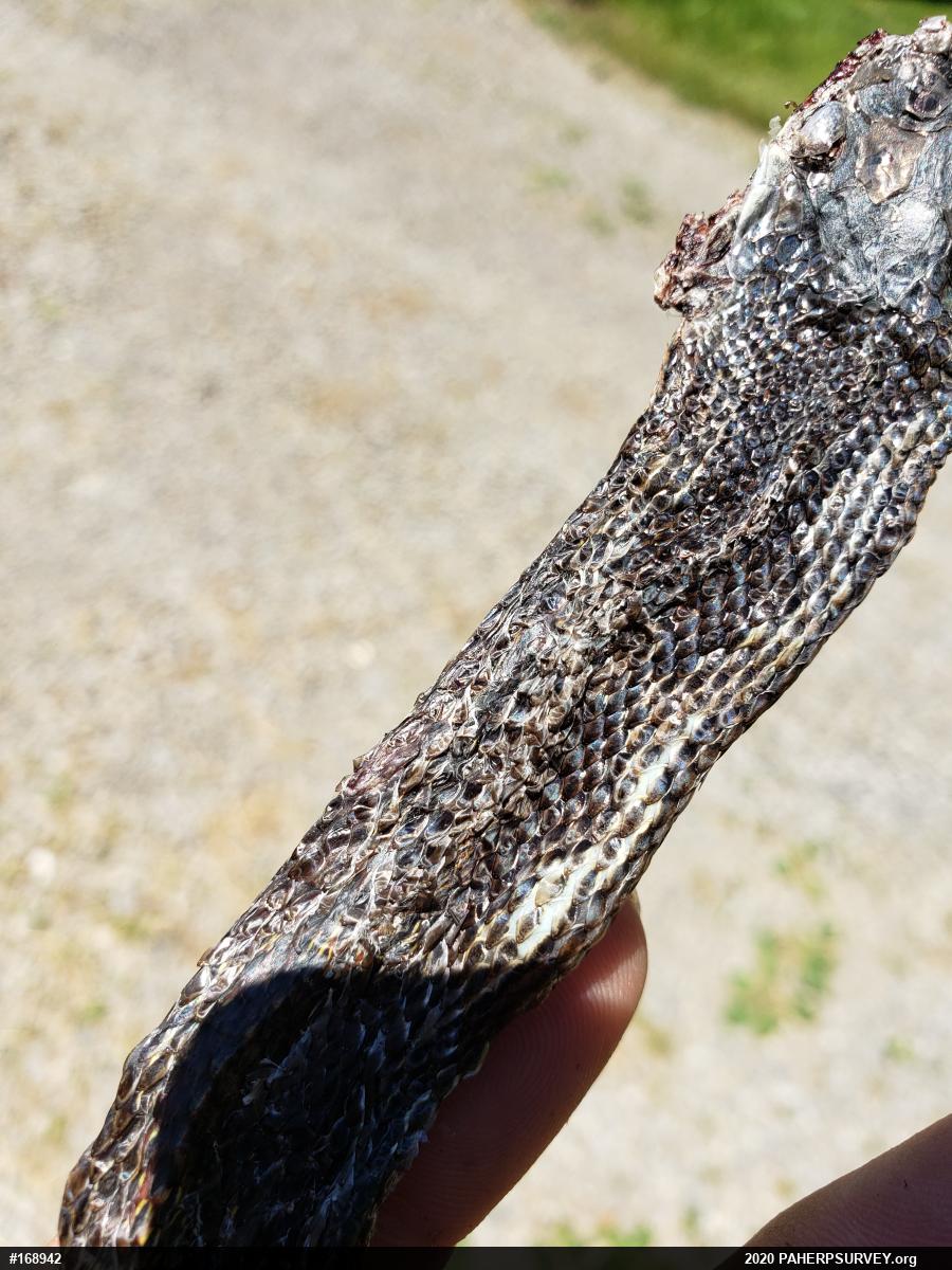Eastern Ratsnake