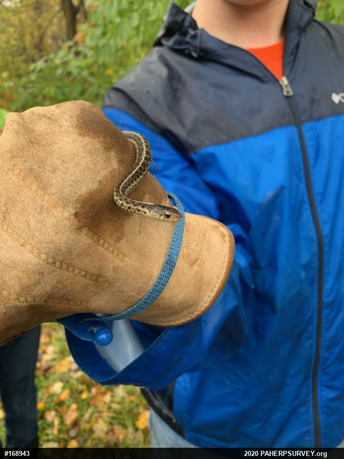 Eastern Gartersnake