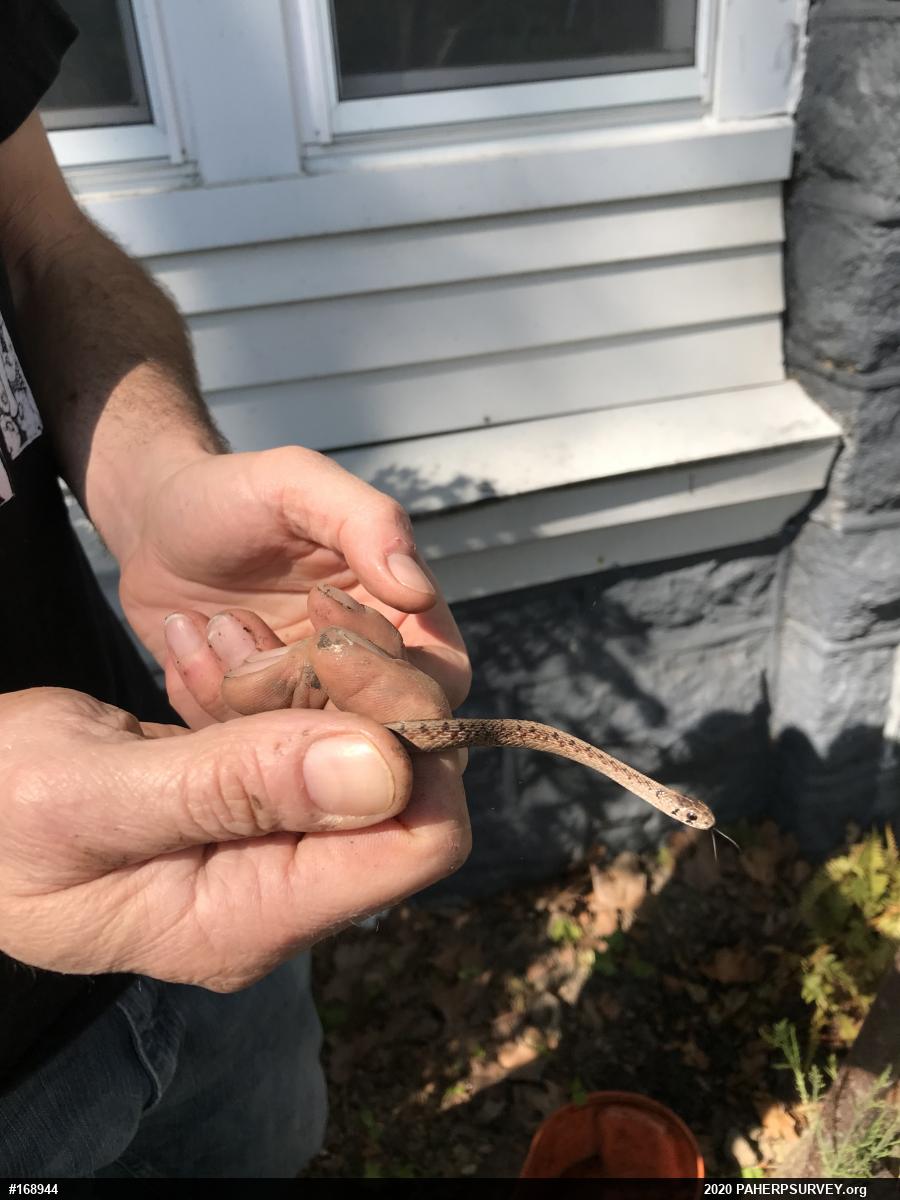 Dekay's Brownsnake
