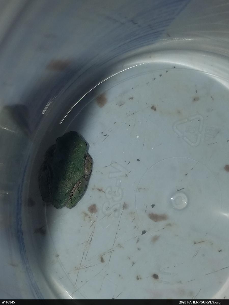 Unknown Gray Treefrog