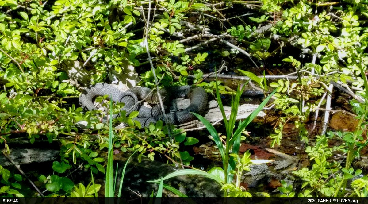 Northern Watersnake