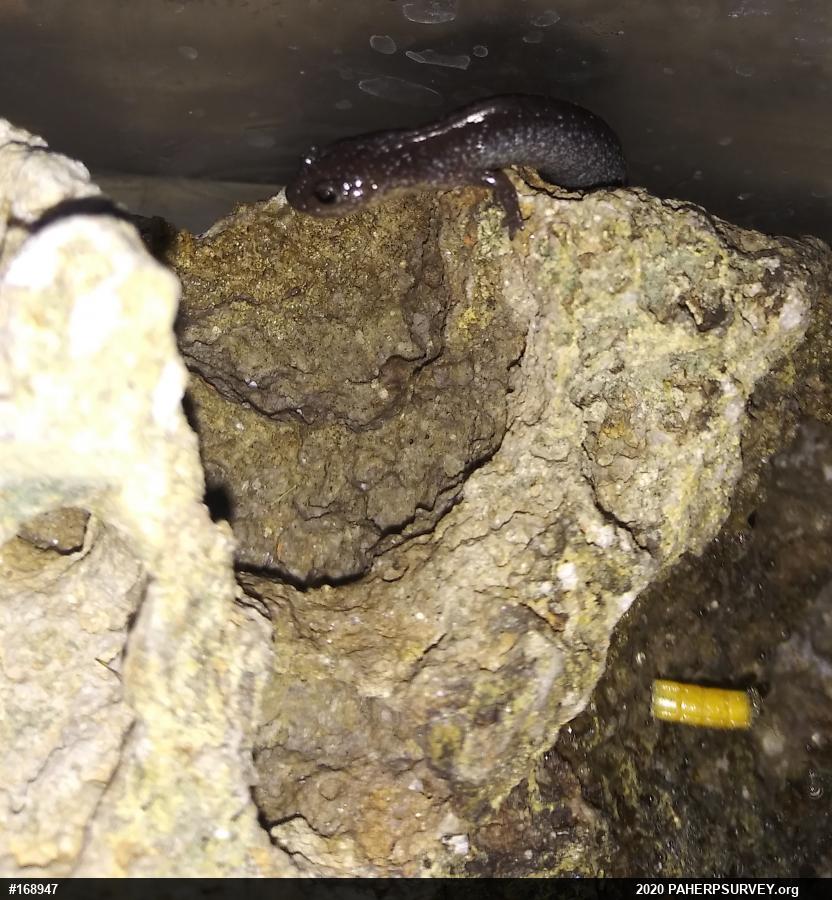 Eastern Red-backed  Salamander