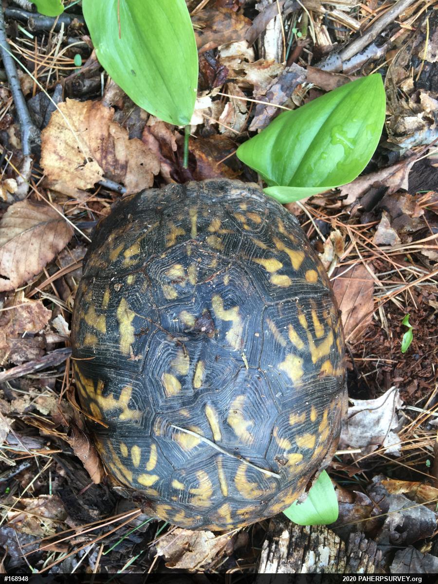 Eastern Box Turtle