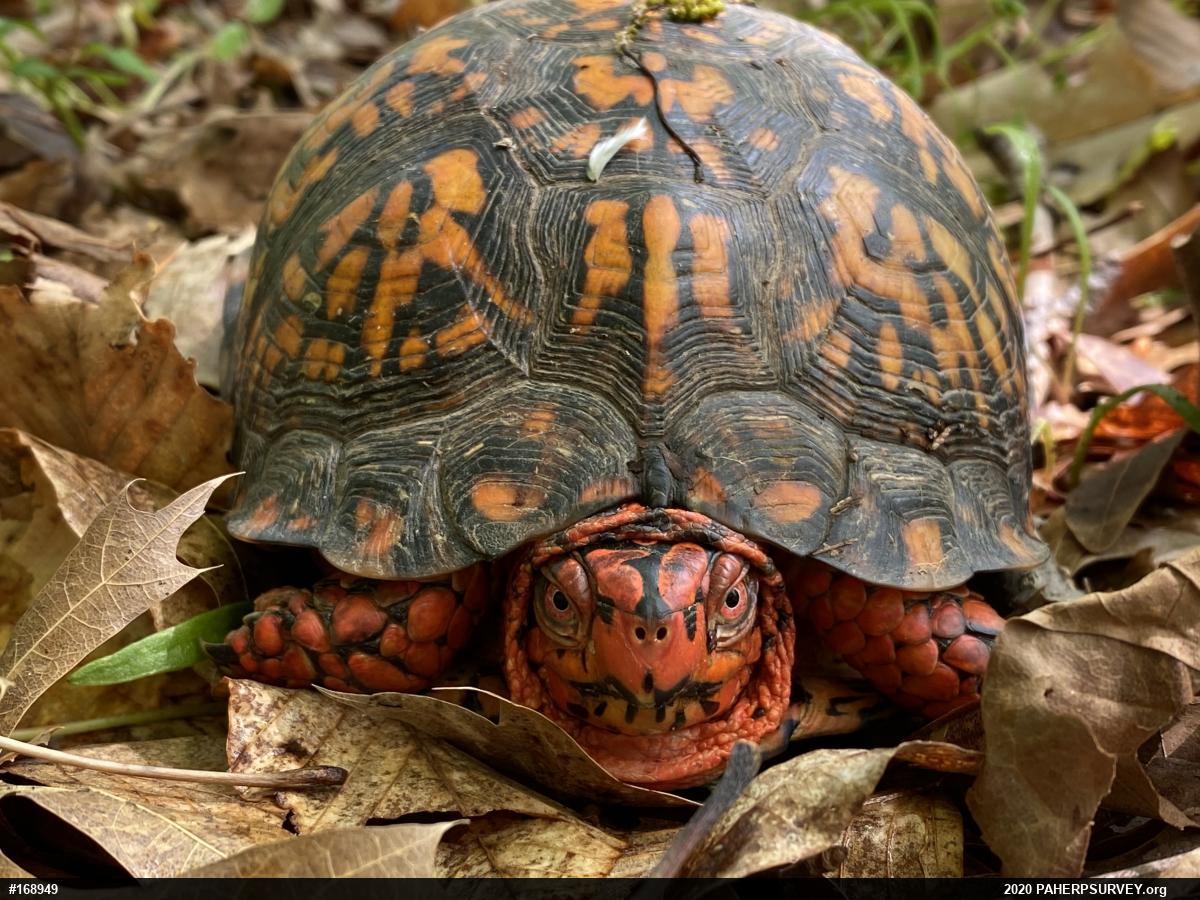 Eastern Box Turtle
