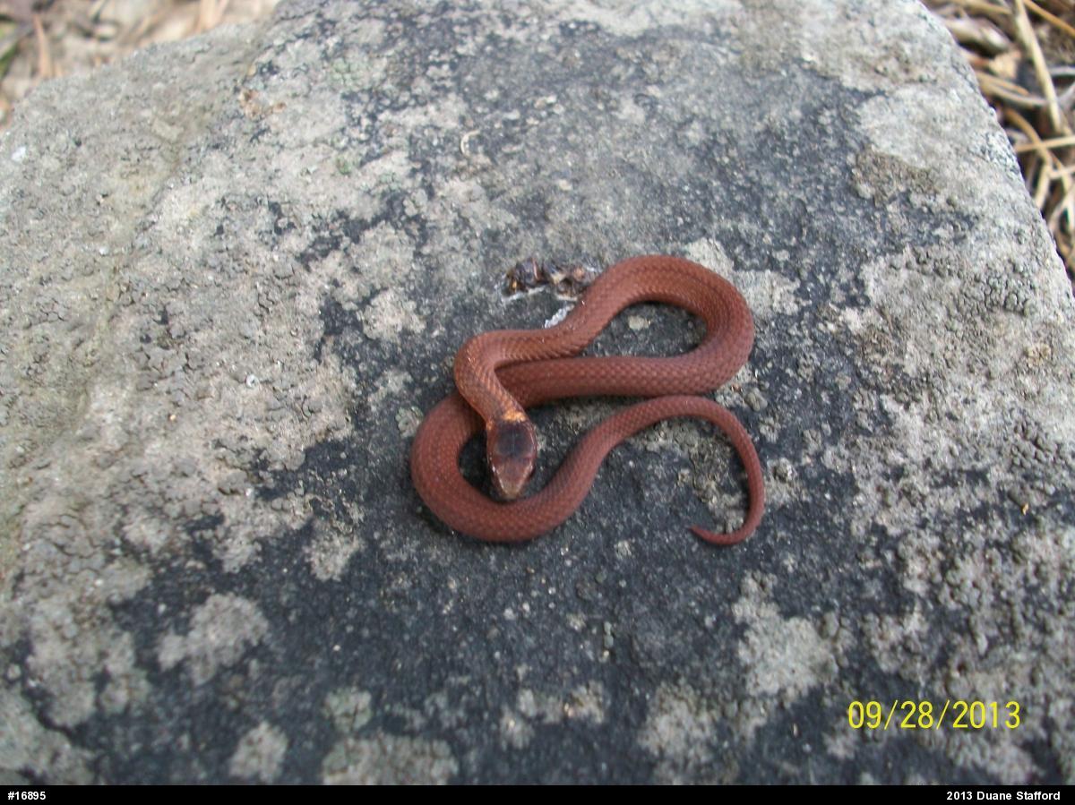Red-bellied Snake