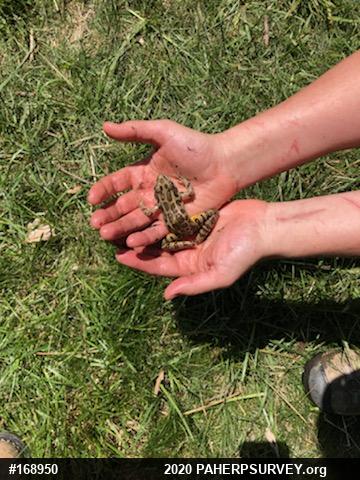 Pickerel Frog