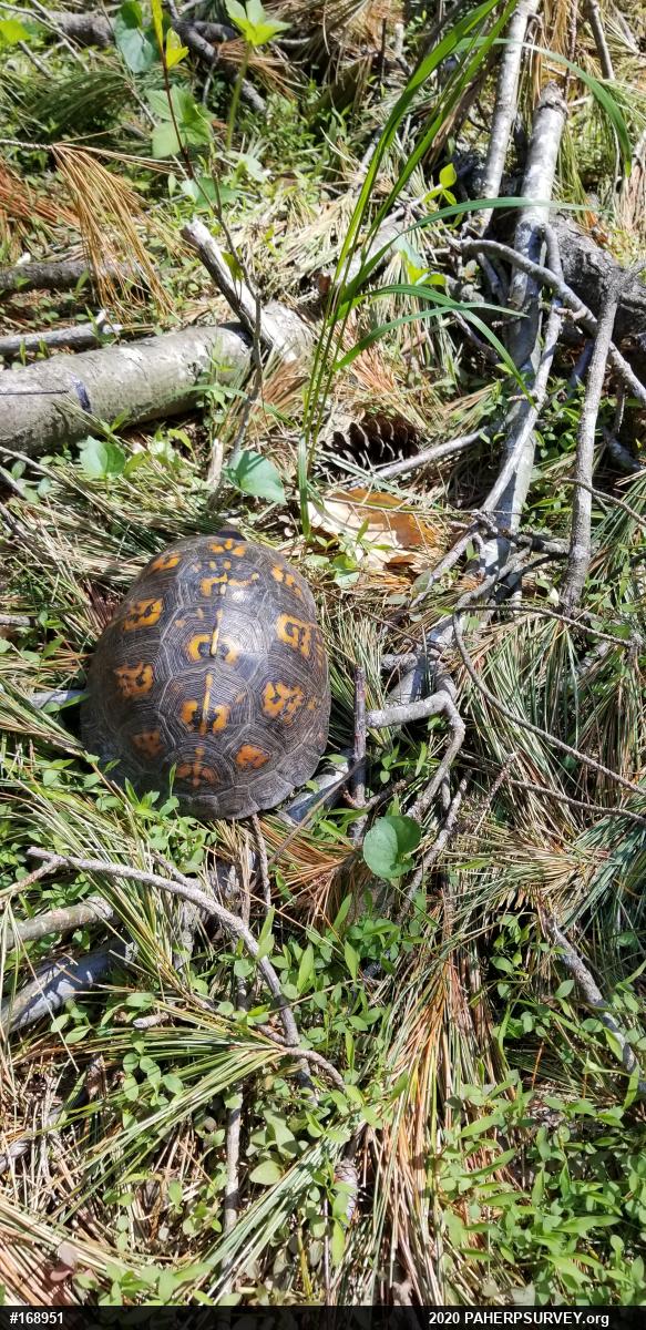 Eastern Box Turtle
