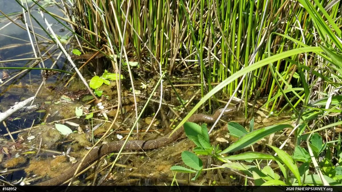 Northern Watersnake