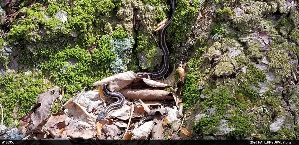 Eastern Gartersnake