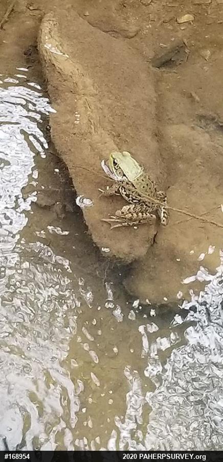 Green Frog