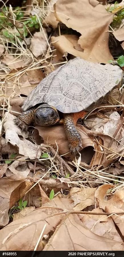 Wood Turtle