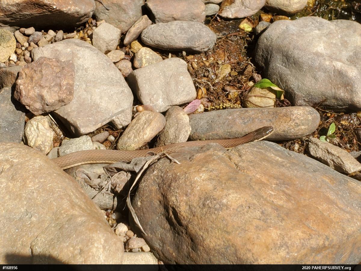 Queensnake