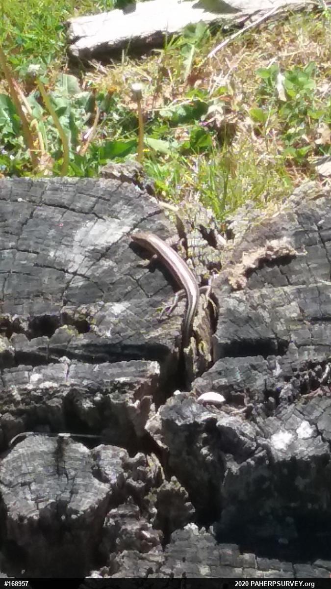 Common Five-lined Skink